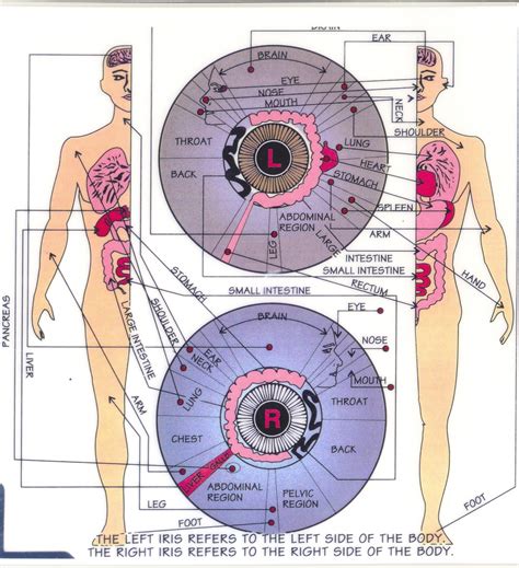 What being iris chart is a surprisingly good idea | iriscope ...