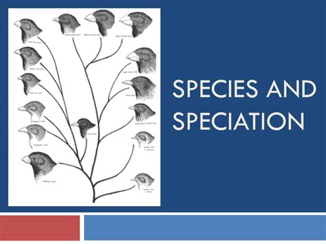 PPT - SPECIES AND SPECIATION PowerPoint Presentation, free download - ID:1710625