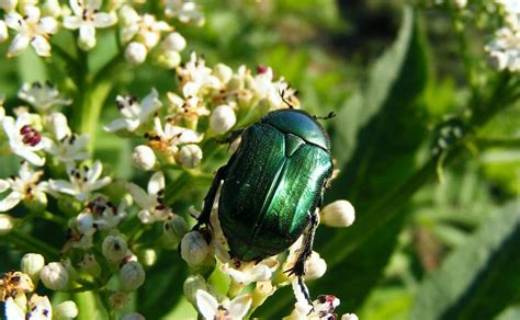 Green June Beetles and Japanese Beetles - Tree Top Nursery & Landscape Inc.