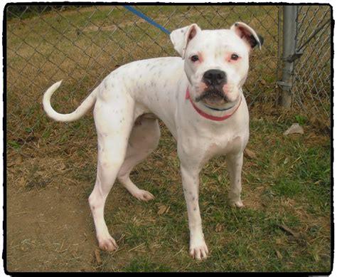 Animals for Adoption at Cobb County Animal Shelter | Kennesaw, GA Patch