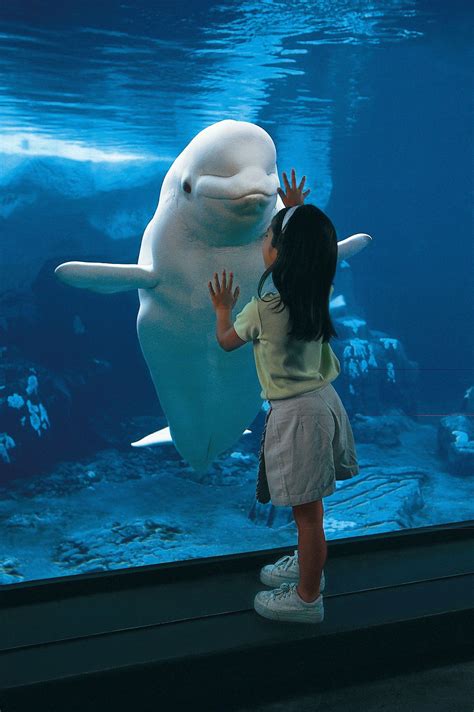 Beluga Whales Wallpapers - Wallpaper Cave