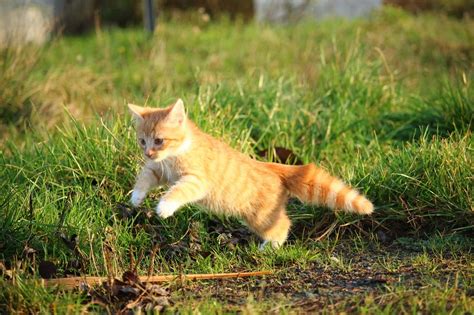 ¿Por qué los gatos cazan aves? | Animales Leales