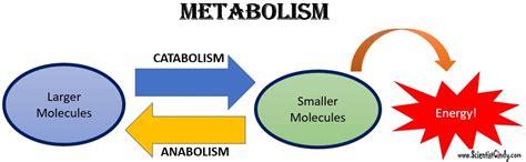 Microbial Metabolism - SCIENTIST CINDY