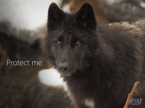 Endangered Species Protection Denied to Rare Alexander Archipelago Wolf | Wolf Conservation Center