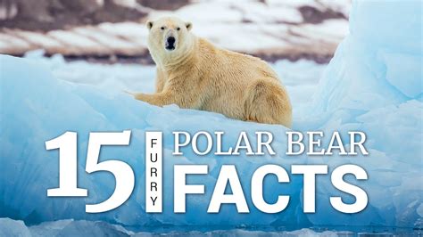 Printable Polar Bear Facts