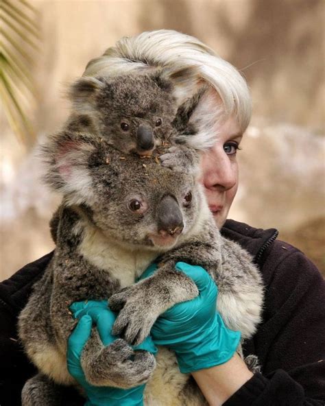 San Diego Zoo on Instagram: “Some koality news you can "print" - Koalas and humans have similar ...