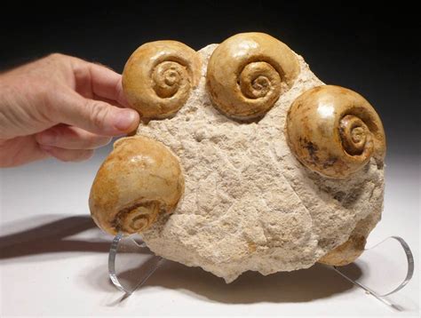 BEAUTIFUL JURASSIC SEA SNAIL FOSSIL GASTROPOD GROUP FROM FRANCE *GA052 | Sea snail, Snail, Fossil