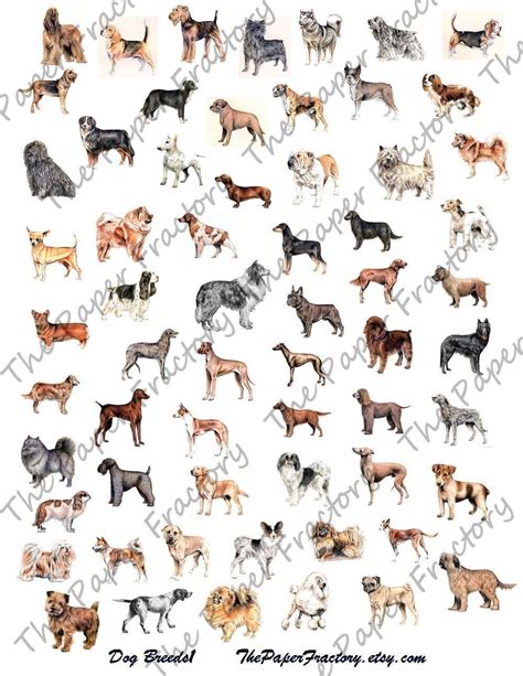 Dog Breeds for obedience