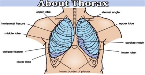 About Thorax - Assignment Point