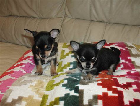 Black And Tan Chihuahua Puppies For Sale | PETSIDI