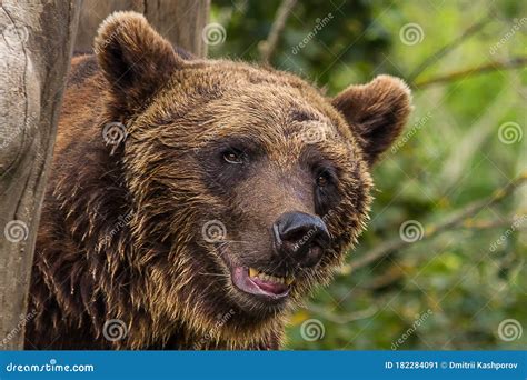 The Eurasian Brown Bear Ursus Arctos Arctos Is One Of The Most Common ...