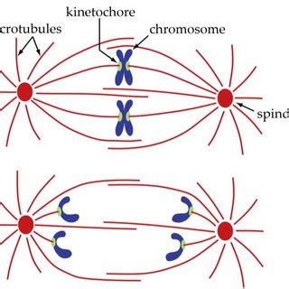 (PDF) Anaphase A: Disassembling Microtubules Move Chromosomes toward Spindle Poles