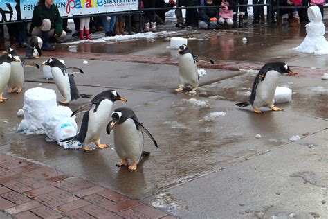 Penguins-on-Parade - Everywhere Forward