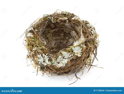 Nest of chaffinch stock photo. Image of bird, animal, exterior - 7778818