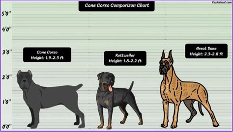 Cane Corso Size: How Big Are They Compared To Others?