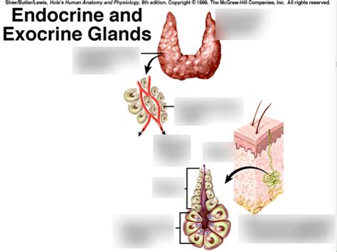 endocrine and exocrine glands Diagram | Quizlet