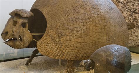 Glyptodonts | AMNH