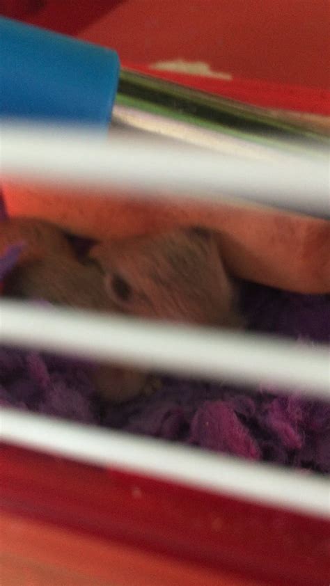 Robo babies ~1 1/2 weeks old : r/hamsters