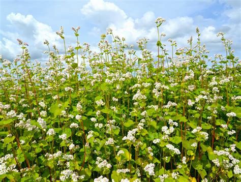 Buckwheat | Smith Seed Services