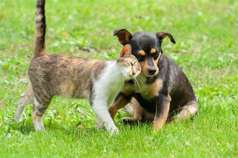 Entenda por que cães e gatos costumam comer grama