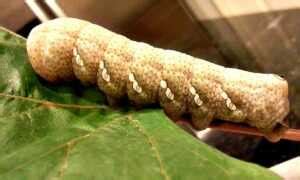 Whiltlined Sphinx Caterpillar - Moth Phoenix AZ — Responsible Pest ...