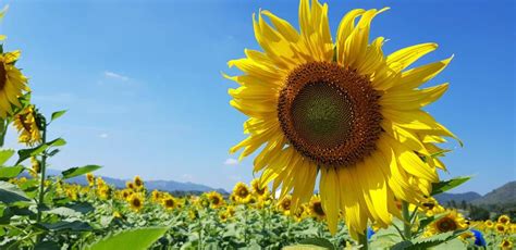 Saraburi Day Trips | See Sunflower Fields & More - TakeMeTour