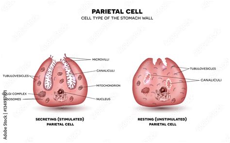 Parietal cell of stomach wall, located in the gastric glands secretes hydrochloric acid ...