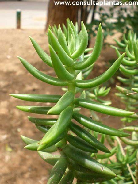 Crassula tetragona o Pino miniatura | Cuidados