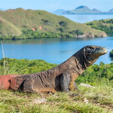 Opinion: Komodo National Park is staying open, but at US$1,000 to visit ...