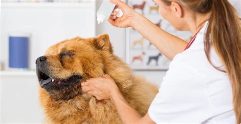 Dog Ear Wax Color Chart | What To Watch For & Ear Cleaning