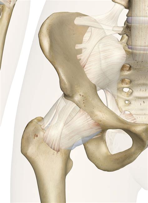 Diagram Of Hip Bones And Muscles