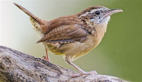 15 Most Common Birds That Visit My Feeders (ID Guide!) - Bird Watching HQ