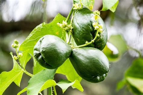 How to Start Chayote Gardening For Beginner | Gardening Tips