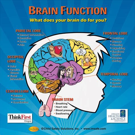 10-4891 Brain Function Tabletop Display | I'm Safe