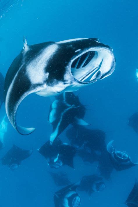 Manta rays in the Maldives | Maldives, Underwater, Original travel