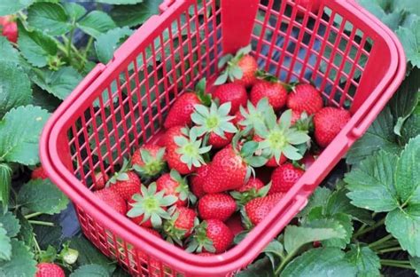 Strawberry Harvest: How and When to Pick Strawberries | Gardening is Great