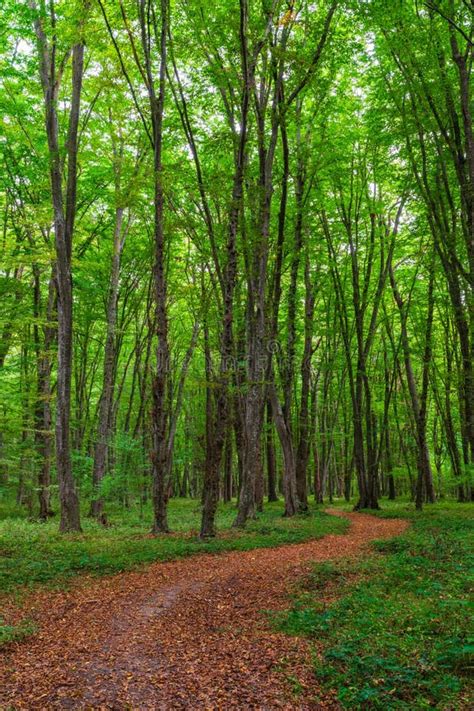 Pacific Northwest Forest Trail Stock Image - Image of state, washington: 103050147