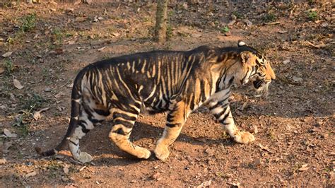 全球不到10隻 印攝影師意外拍到罕見黑老虎 | 印度 | 奥里薩邦 | 南丹卡南保護區 | 大紀元