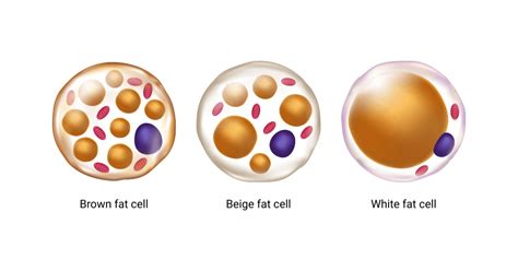 What is brown fat and why do we want it – Artofit