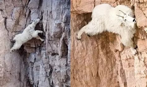 What grades can ibex actually climb?