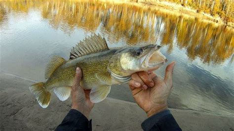 Best Walleye Lures: How to Choose Them