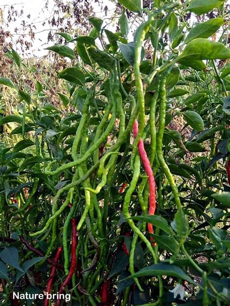 Hot Peppers | how to grow chillies | Chilli pepper - Naturebring