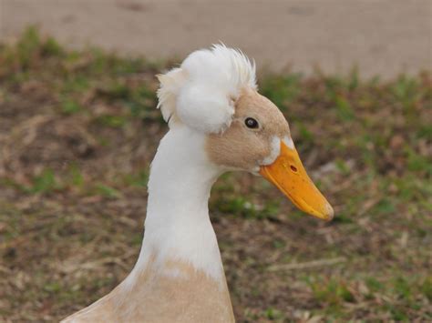 The Online Zoo - Crested Duck