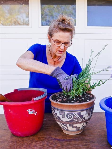 Planting Lavender In Pots - Joy Us Garden | Care, Propagation, and Pruning