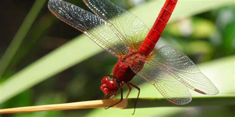 Dragonfly - Fun Facts About The Amazing Dragonfly | Croach