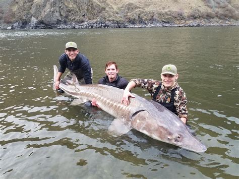 AK "At 125 years old, the Lake Sturgeon, believed to be the largest ...