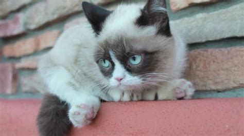 Cute Grumpy Cat