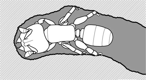 On Biology Ant adaptations for tunnelling through living wood