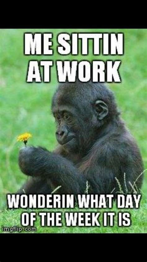 Funny Wed Work Memes - Wednesday Meme Funny Wednesday Memes Wednesday Memes Funny Hump Day Memes ...