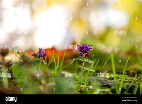 Autumn in Germany Stock Photo - Alamy